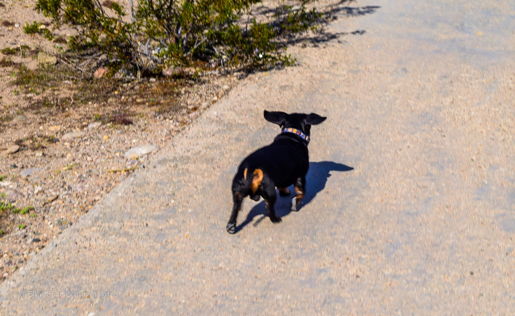 Dachshund in the wind       Word of the day: Ears by theredcamera