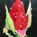 Rose in oil paint by artsygang