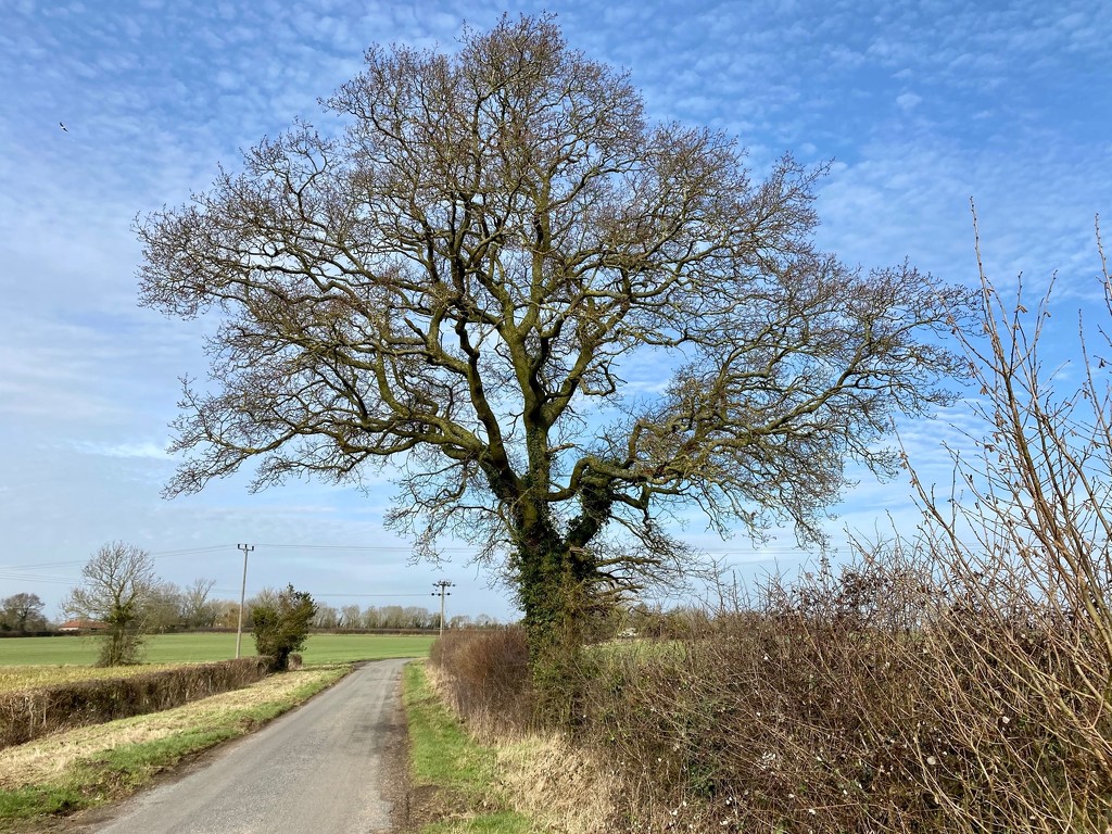 A Country Lane by gillian1912