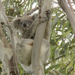 rock a bye baby... by koalagardens