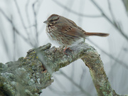 21st Feb 2021 - song sparrow 