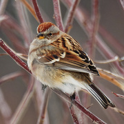 21st Feb 2021 - American tree sparrow