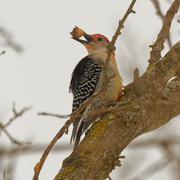 21st Feb 2021 - red-bellied woodpecker