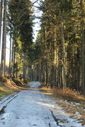 21st Feb 2021 - A walk in the forest