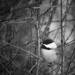 Portrait of a Chickadee by mzzhope