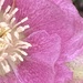 Hellebore Flower  by cataylor41