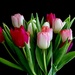 First Tulips by carole_sandford