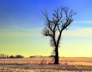 21st Feb 2021 - A Hairy Tree