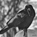 Portrait #7  Talking Raven by radiogirl