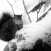 portrait of a squirrel by northy