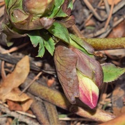 20th Feb 2021 - Hellebore after the subzero and snow