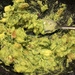 Nothing says Happy Valentine's Day like guacamole by homeschoolmom