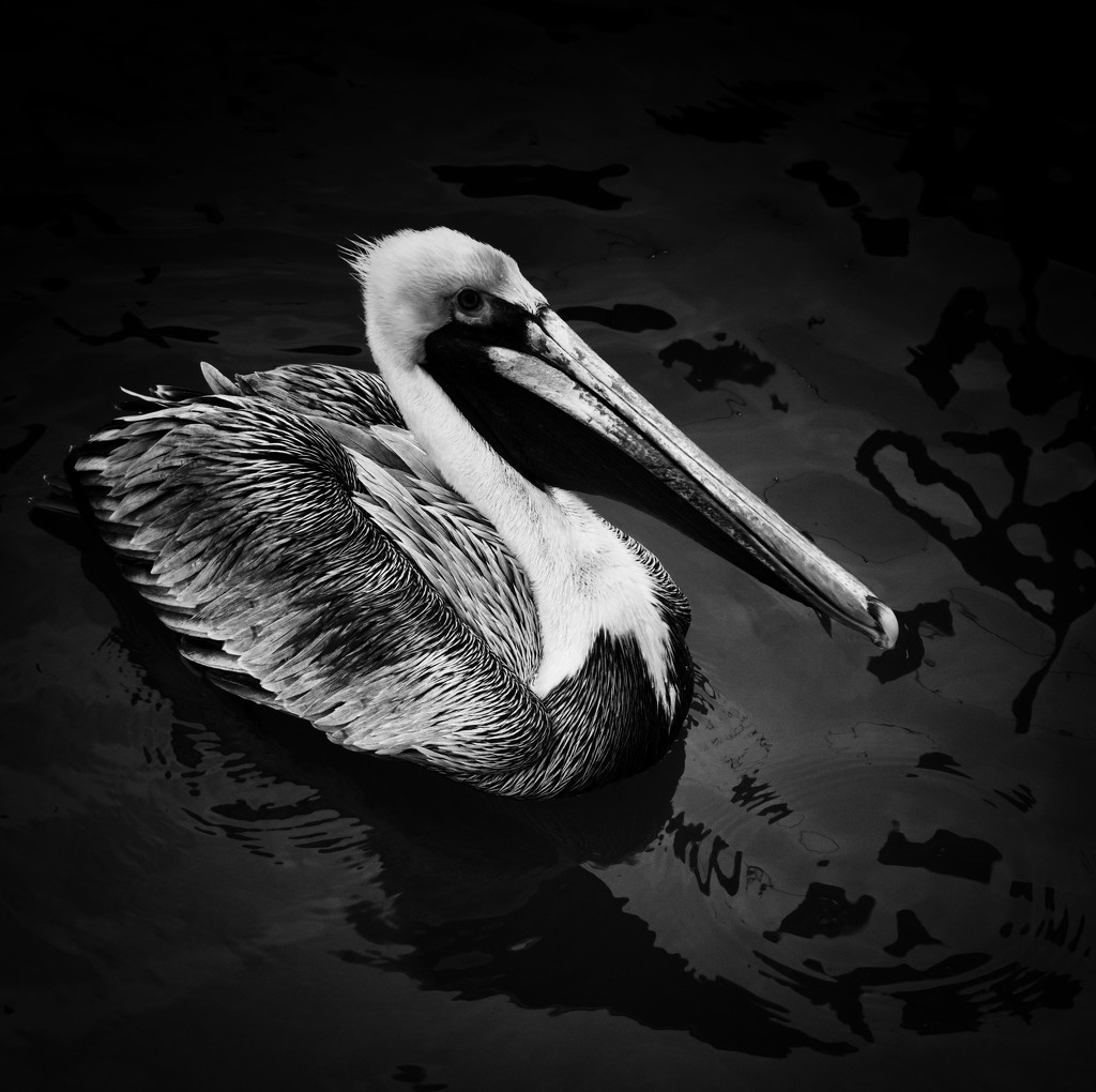 Brown pelican in black and white by eudora