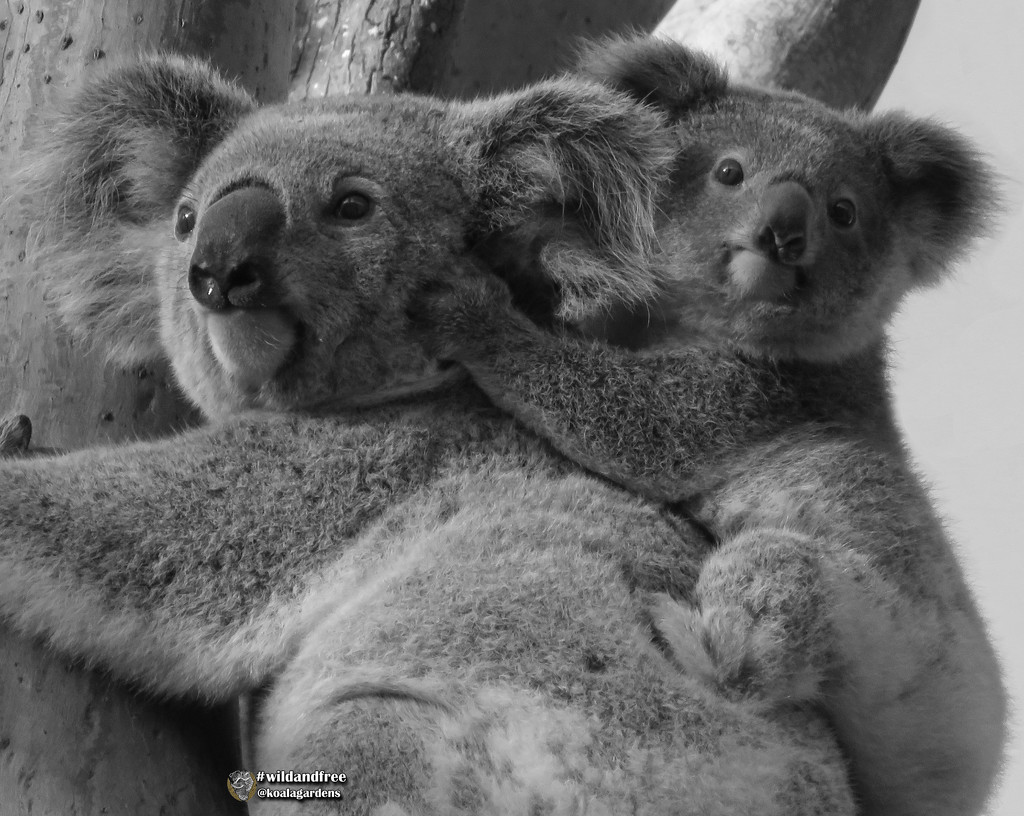 family resemblance ... by koalagardens