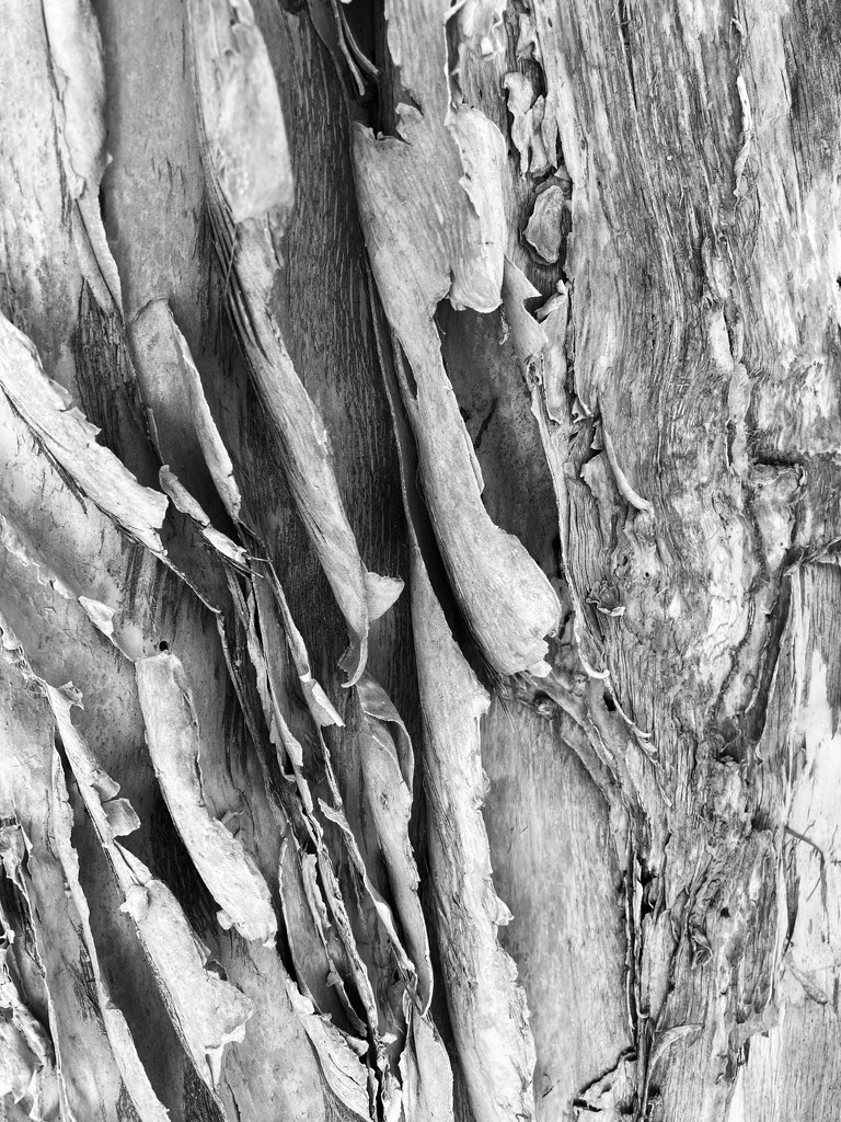 Paperbark by narayani