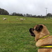 Sheepz by bulldog