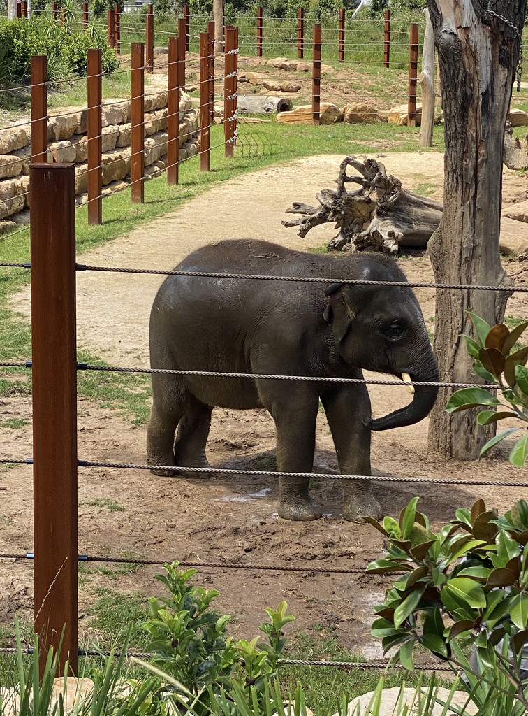 Asian Elephant by kjarn