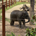 Asian Elephant by kjarn