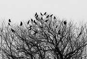 22nd Feb 2021 - Crows In A Tree