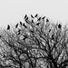 Crows In A Tree by davemockford
