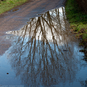 18th Feb 2021 - Reflections on a Tree