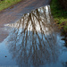 Reflections on a Tree by jqf