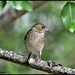 Female chaffinch  by rosiekind