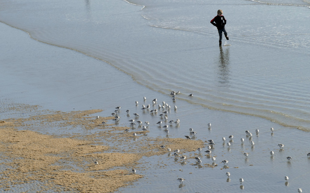 birds and boy at the seaside by marijbar