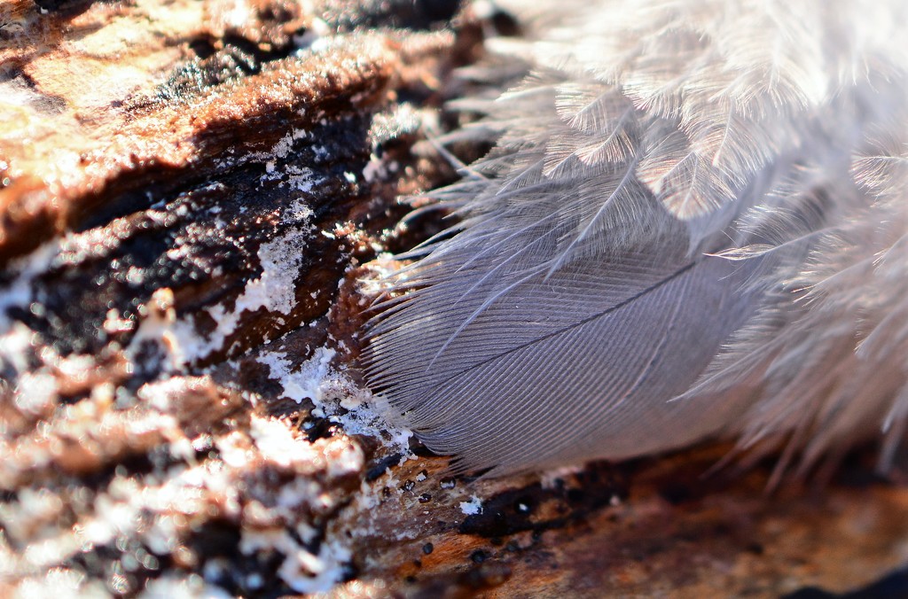 Tiny feather on decaying log...... by ziggy77