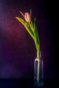 21st Feb 2021 - single tulip