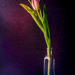 single tulip by jernst1779