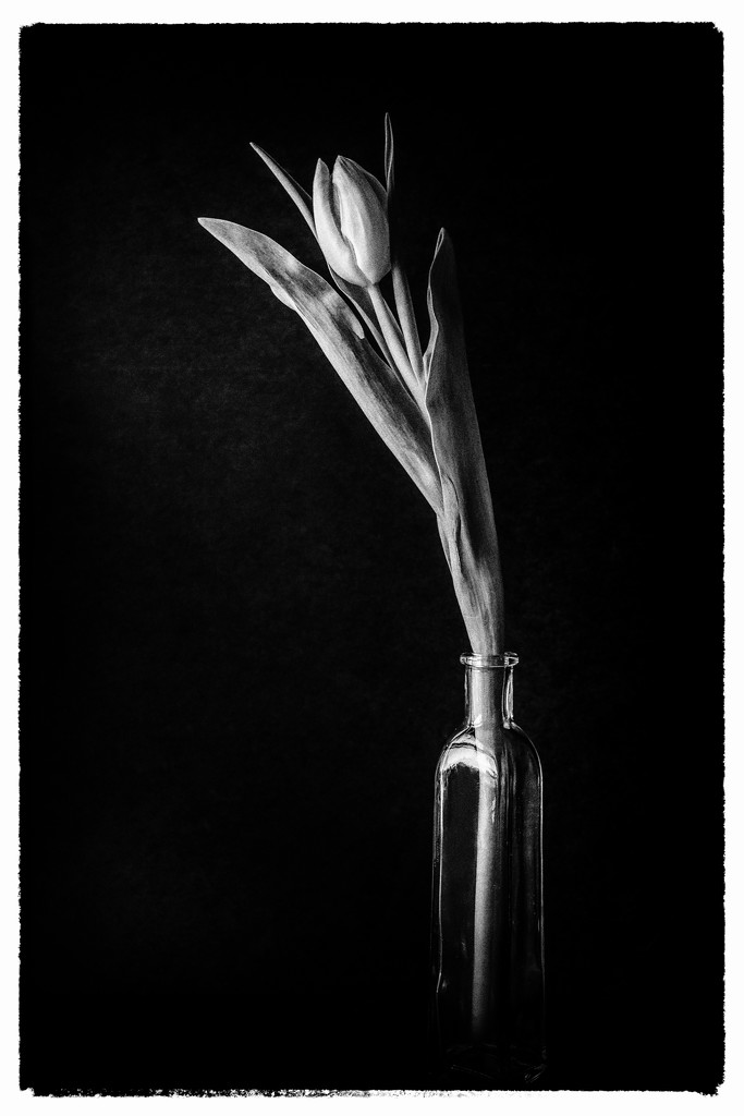 single tulip - b&w by jernst1779