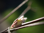 20th Feb 2021 - Clematis bud 