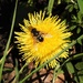 An Early Bee  by susiemc