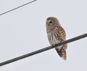 18th Feb 2021 - Another Barred Owl