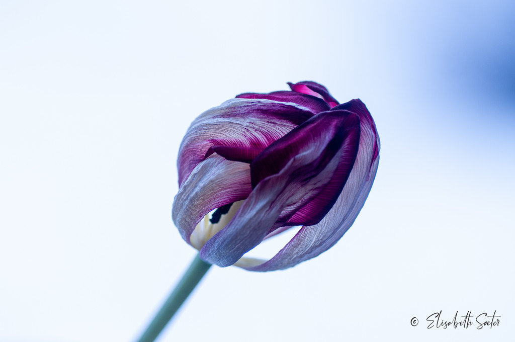 Withered tulip  by elisasaeter