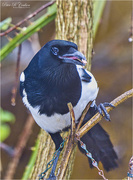22nd Feb 2021 - Magpie