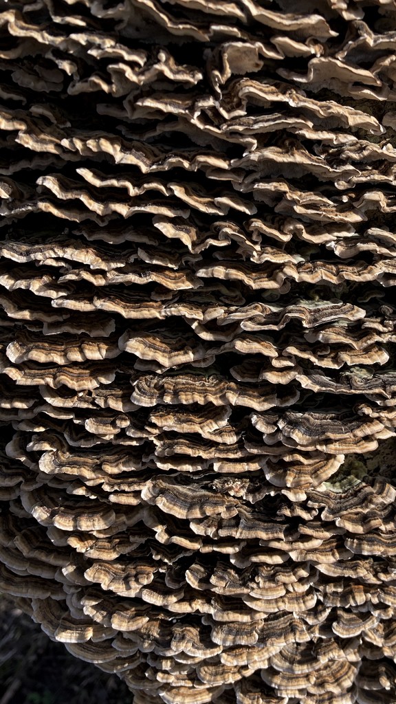 Fungi by mollw
