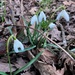 Snowdrops breaking through by mollw