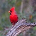 LHG_9787- Cardinal Profile lhg by rontu