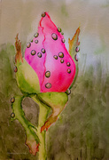 22nd Feb 2021 - Rose bud with water droplets
