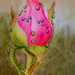 Rose bud with water droplets by artsygang