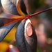 Raindrop on Nandina Plant Leaf by sfeldphotos