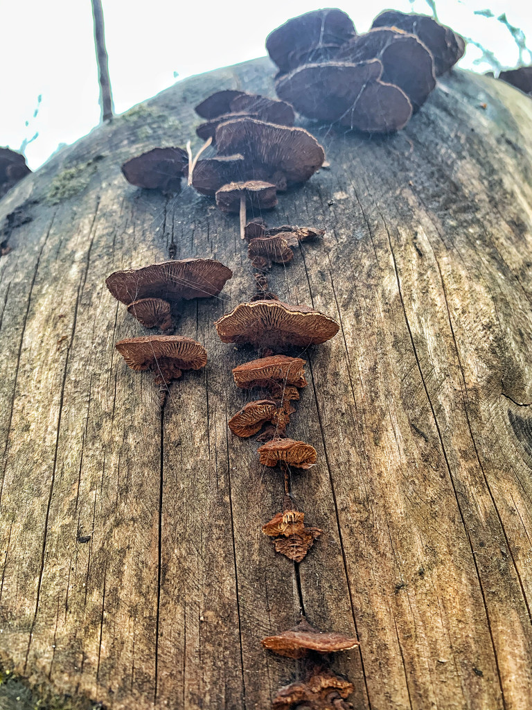 Mushrooms.  by cocobella