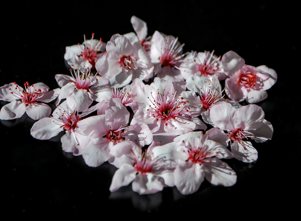 Favorite Flower by sherimiya