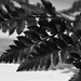 fern frond by summerfield