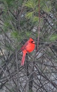 22nd Feb 2021 - Elusive Cardinal
