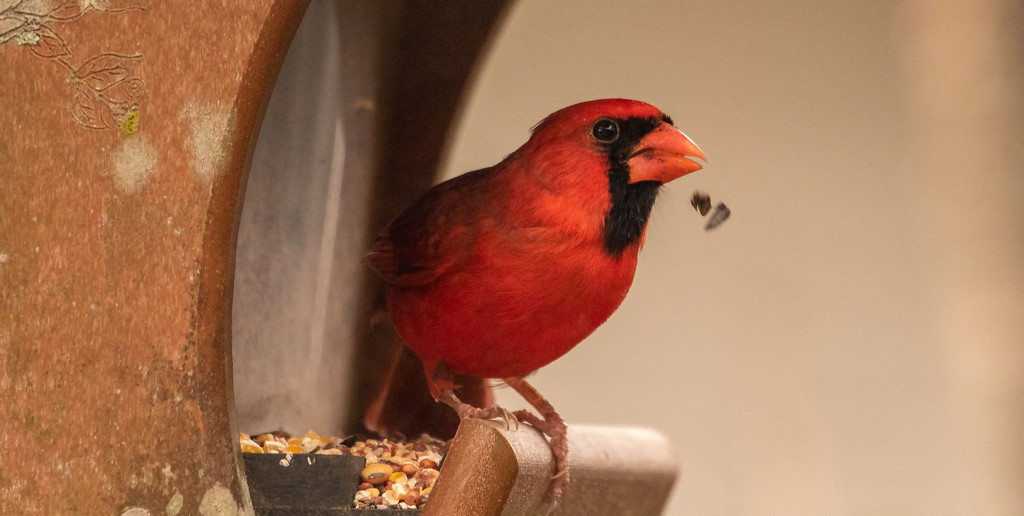 Mr Cardinal Spitting Out the Seeds! by rickster549