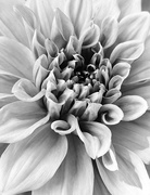 23rd Feb 2021 - Dahlia in Black and White