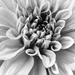 Dahlia in Black and White by nicolecampbell